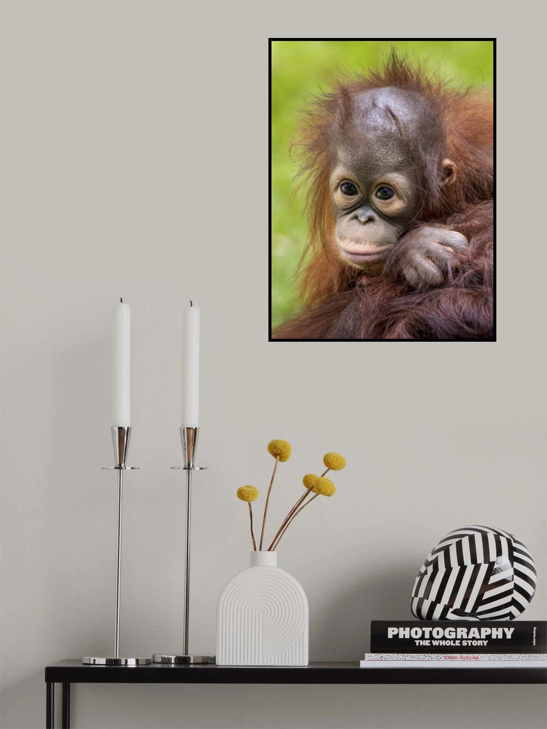 Face baby orangutan Poster och Canvastavla