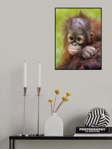 Face baby orangutan Poster och Canvastavla