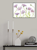 Cape Daisies Poster och Canvastavla
