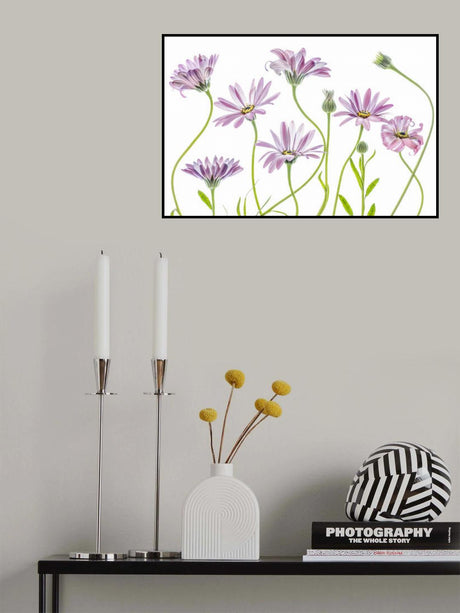 Cape Daisies Poster och Canvastavla