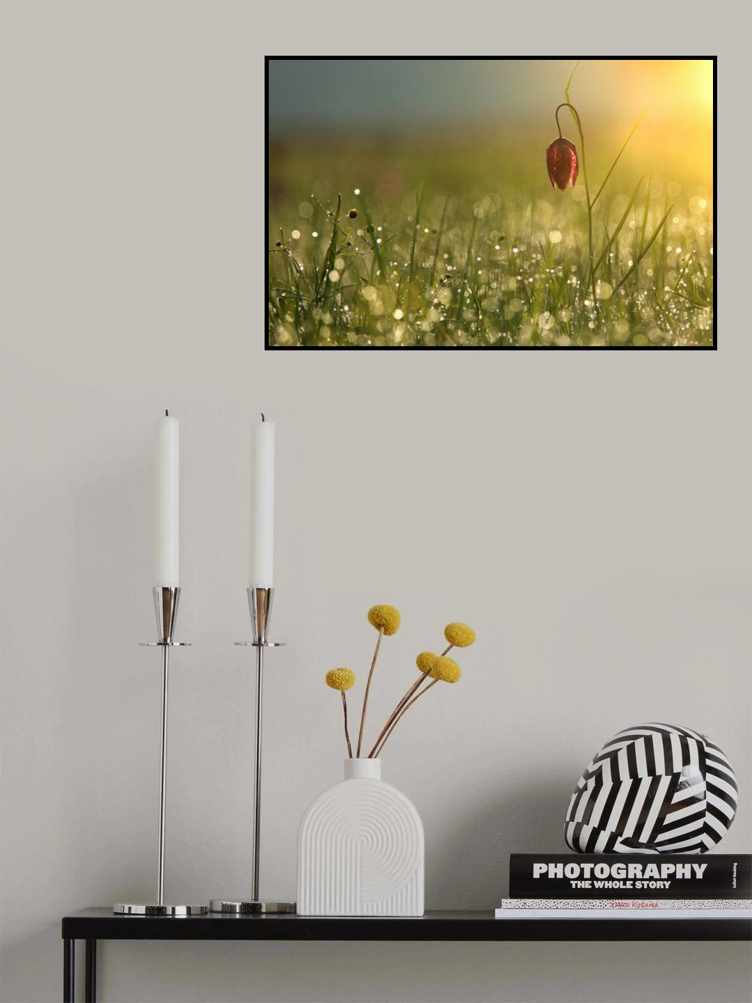 Wide tulip Poster och Canvastavla