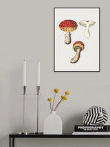 Hand Drawn Fly Agaric Mushroom Poster och Canvastavla