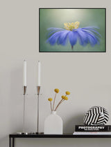 Winter Windflower Poster och Canvastavla