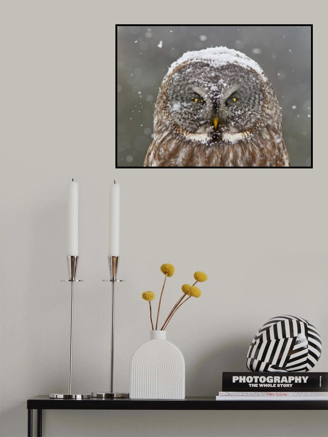 Great Grey Owl Winter Portrait Poster och Canvastavla
