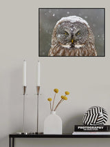 Great Grey Owl Winter Portrait Poster och Canvastavla