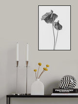 Anthurium Poster och Canvastavla