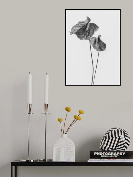 Anthurium Poster och Canvastavla