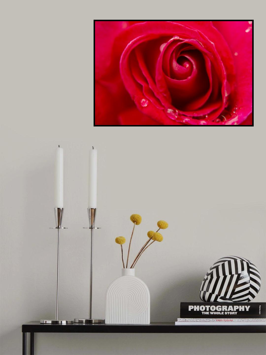 close-up of a rose Poster och Canvastavla