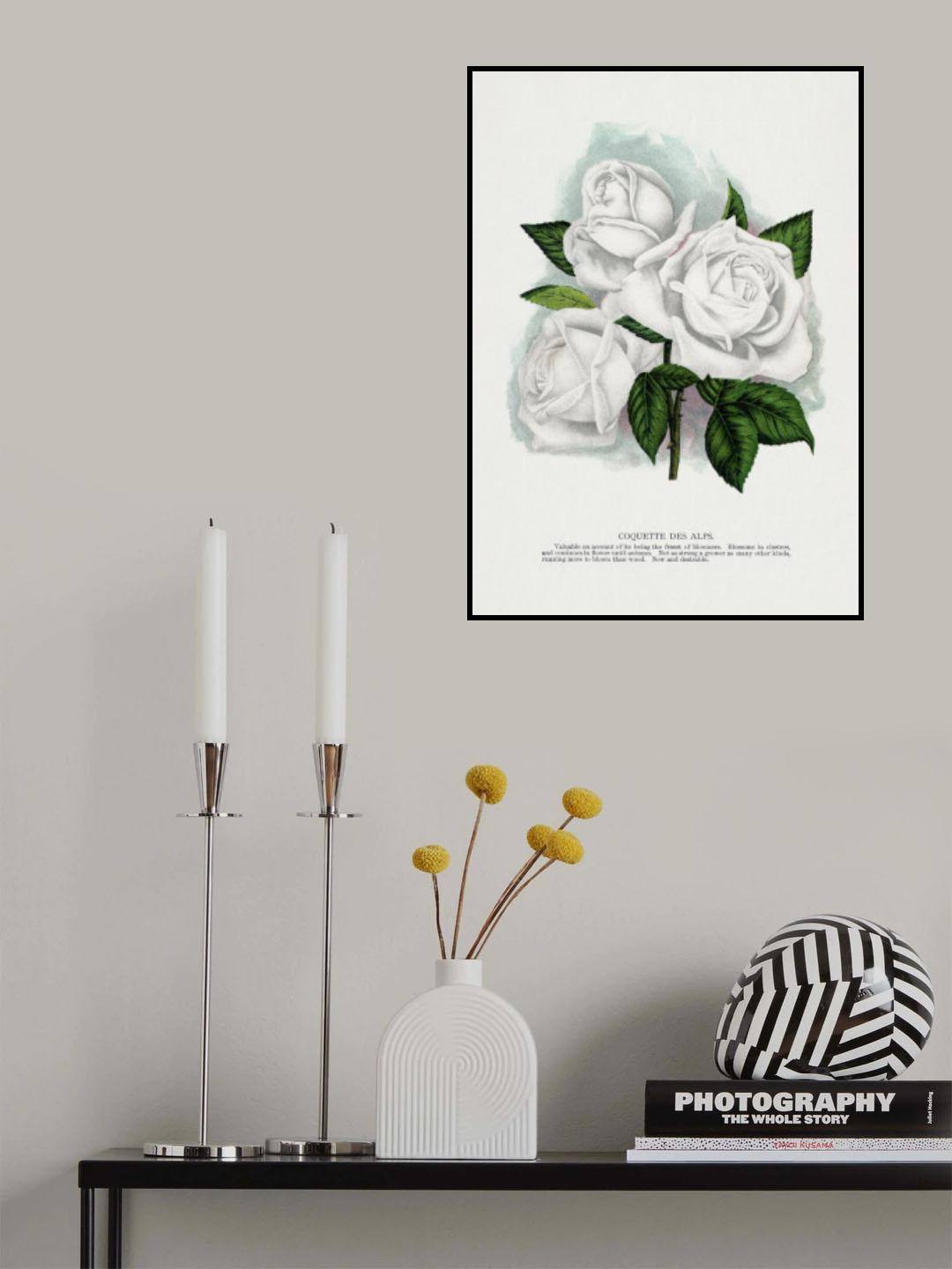 White Rose, Coquette Des Alps Lithograph Poster och Canvastavla