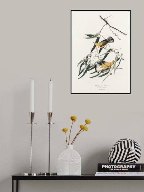 Prothonotary Warbler From Birds of America (1827) Poster och Canvastavla