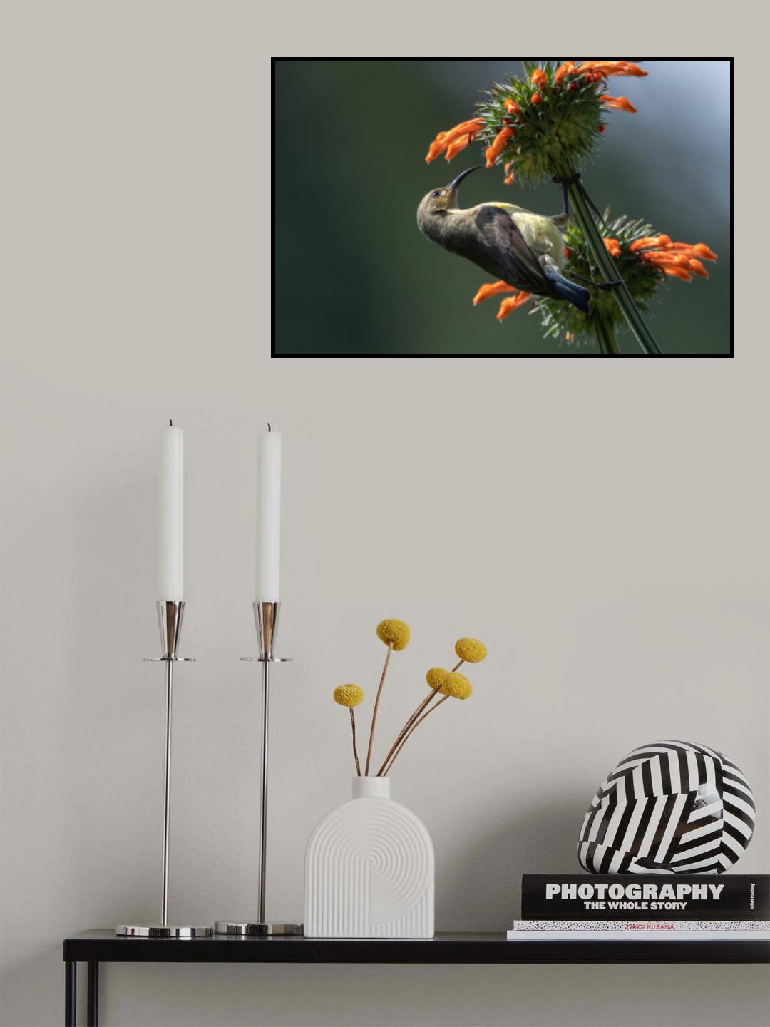 Oliver sunbird Poster och Canvastavla