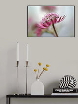 Astrantia Poster och Canvastavla