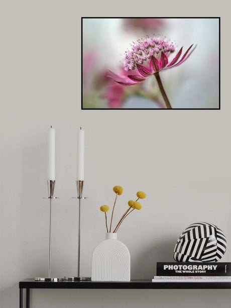 Astrantia Poster och Canvastavla