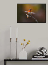 Hummingbird Poster och Canvastavla