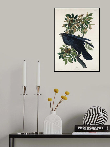 Raven From Birds of America (1827) Poster och Canvastavla
