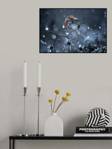 Tiger Mosquito Poster och Canvastavla