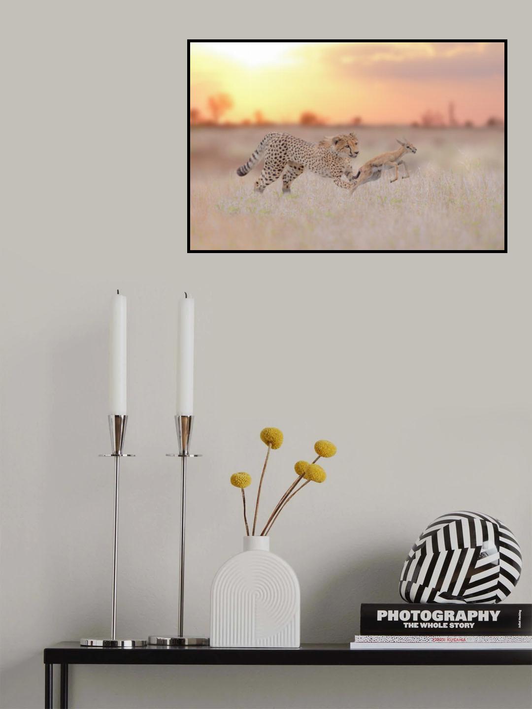 Cheetah hunting a gazelle Poster och Canvastavla