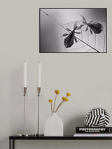 Phyllium Poster och Canvastavla