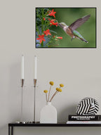 Broad tailed hummingbird Poster och Canvastavla