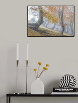 Twisted beeches in Laga mountains Poster och Canvastavla