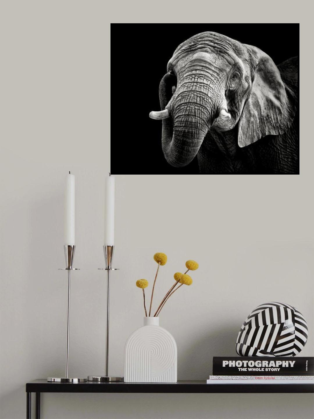 African Elephant Poster och Canvastavla