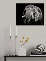 African Elephant Poster och Canvastavla