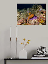 Skunk Anemonefish Poster och Canvastavla