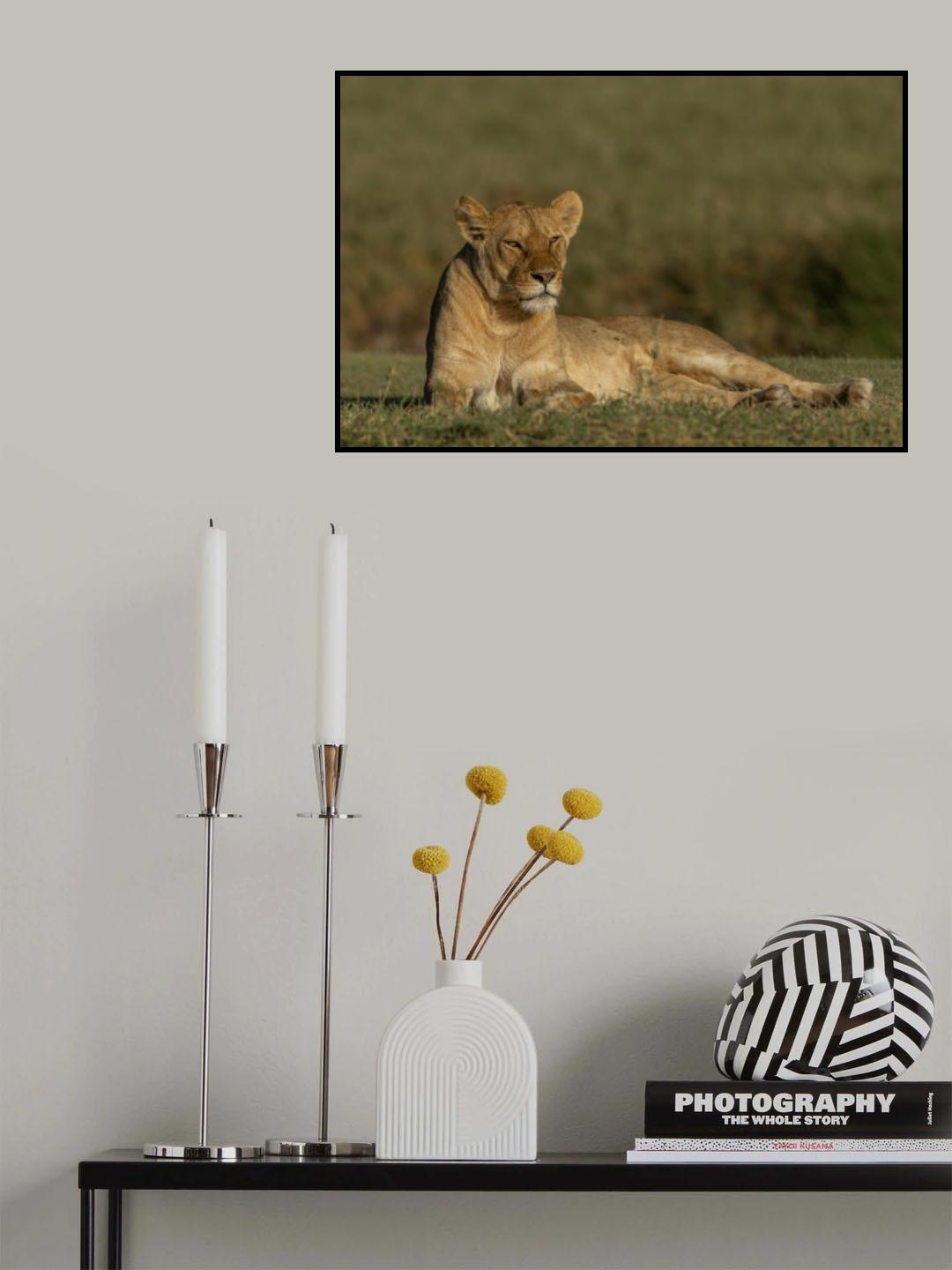 Relaxing Lioness Poster och Canvastavla
