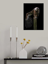 Gyps Fulvus Profil - Griffon Vulture Poster och Canvastavla