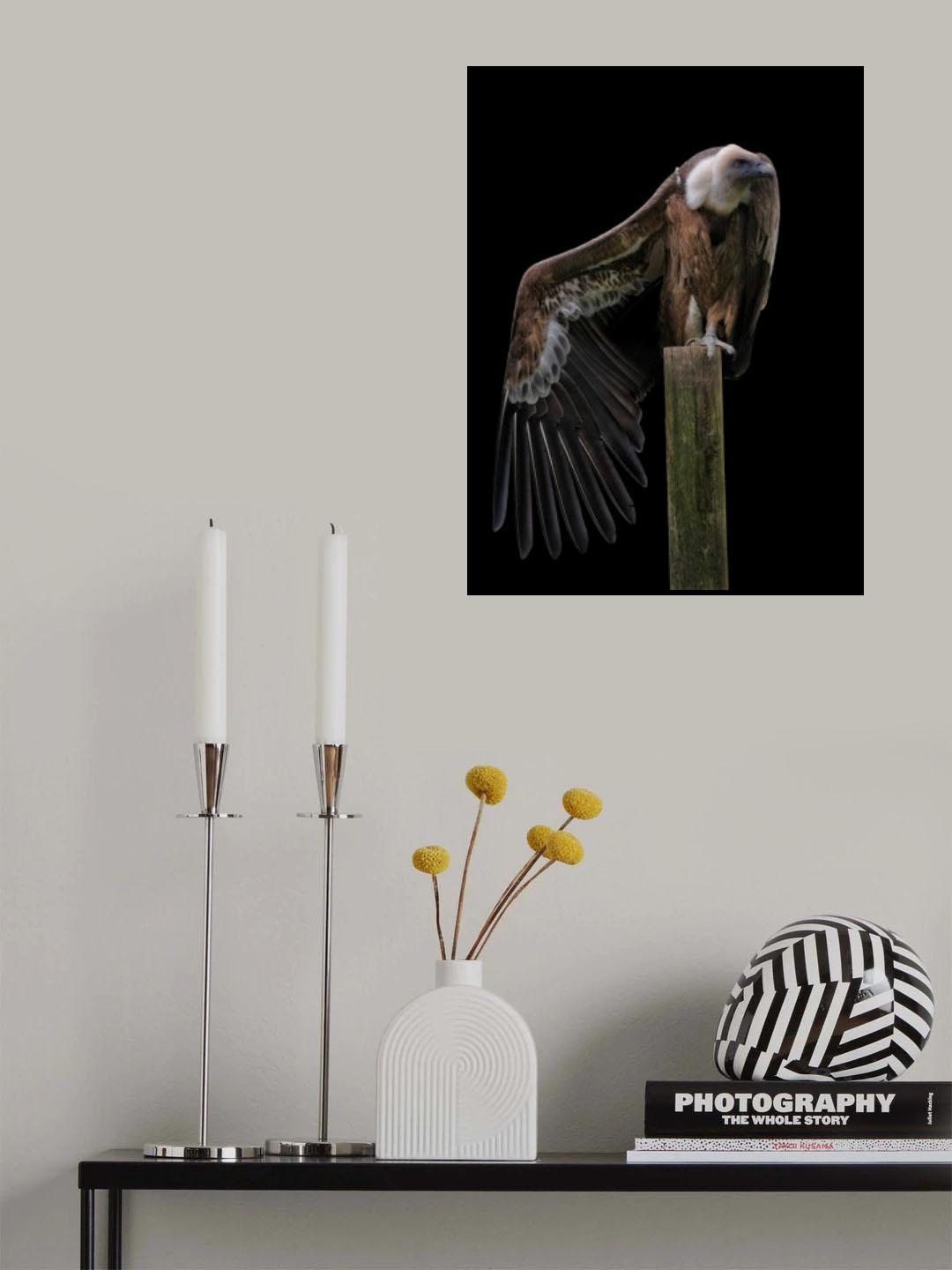 Gyps Fulvus Profil - Griffon Vulture Poster och Canvastavla