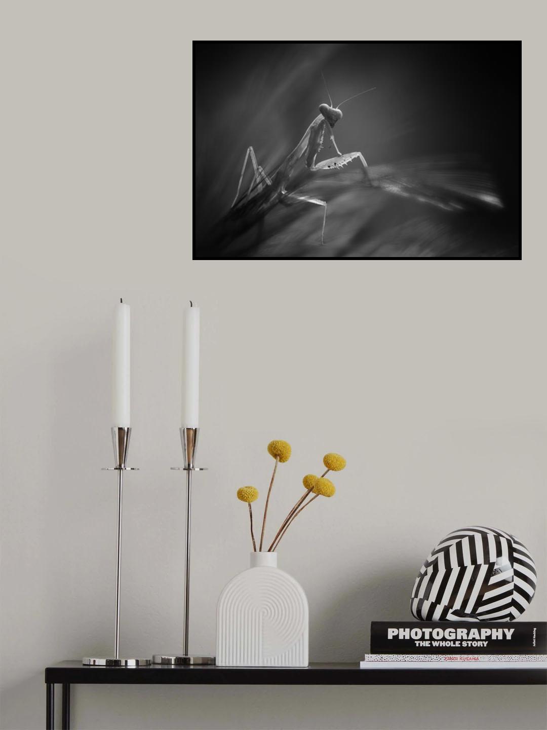 peek in the dark Poster och Canvastavla