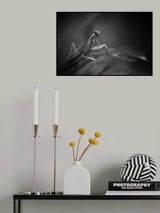 peek in the dark Poster och Canvastavla