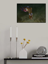 Squid Poster och Canvastavla