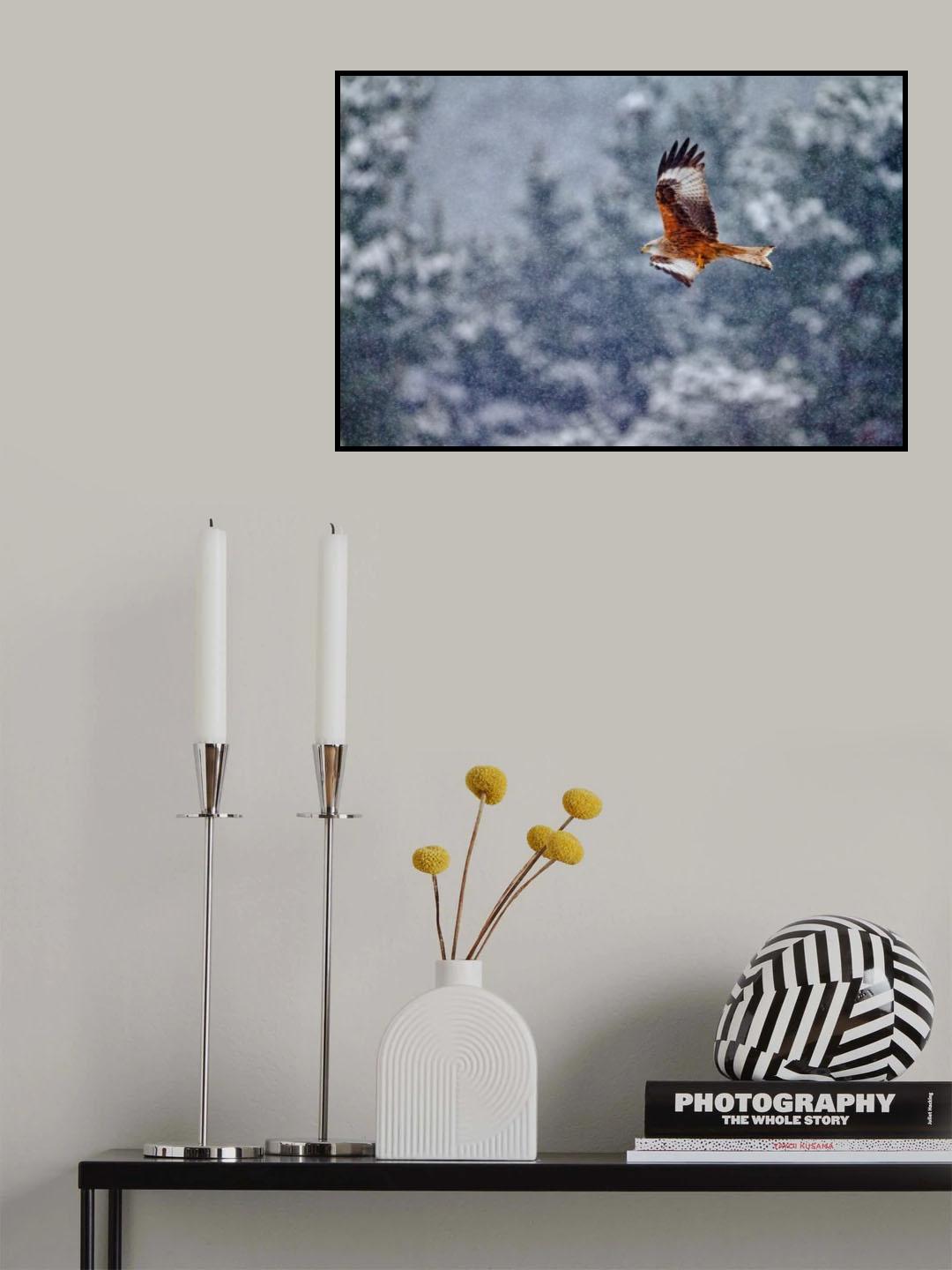Red kite in the snow storm Poster och Canvastavla