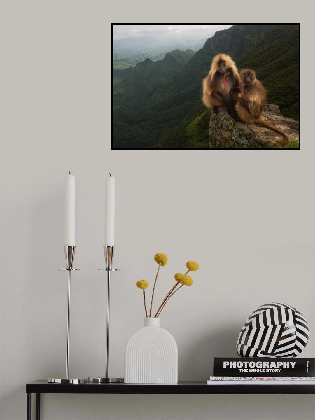 Gelada Baboons Poster och Canvastavla