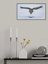 Great Grey Owl in Flight Poster och Canvastavla