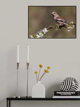 Hawfinch Poster och Canvastavla