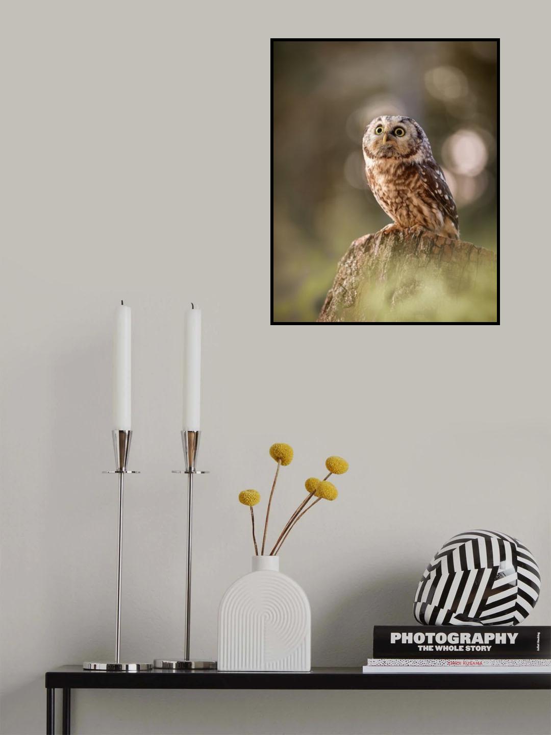 Boreal owl at sunrise Poster och Canvastavla