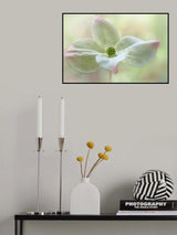 Cornus Kousa Poster och Canvastavla