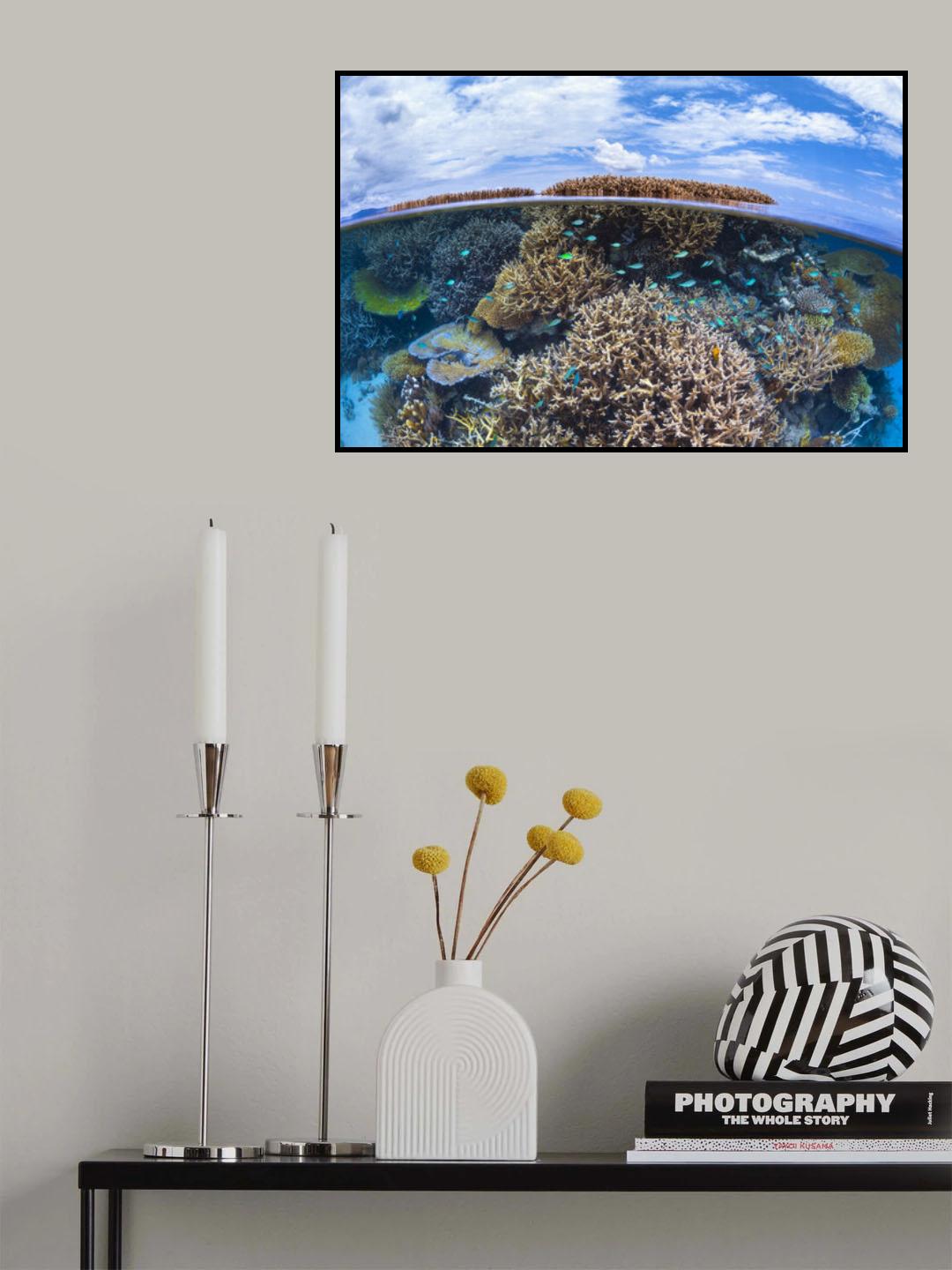 Split level from Mayotte reef Poster och Canvastavla