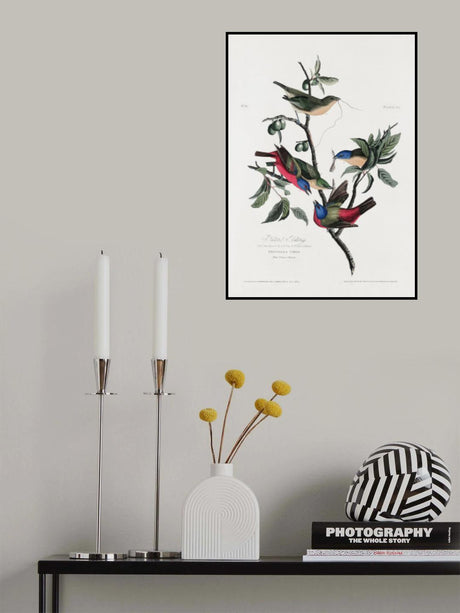 Painted Finch From Birds of America (1827) Poster och Canvastavla