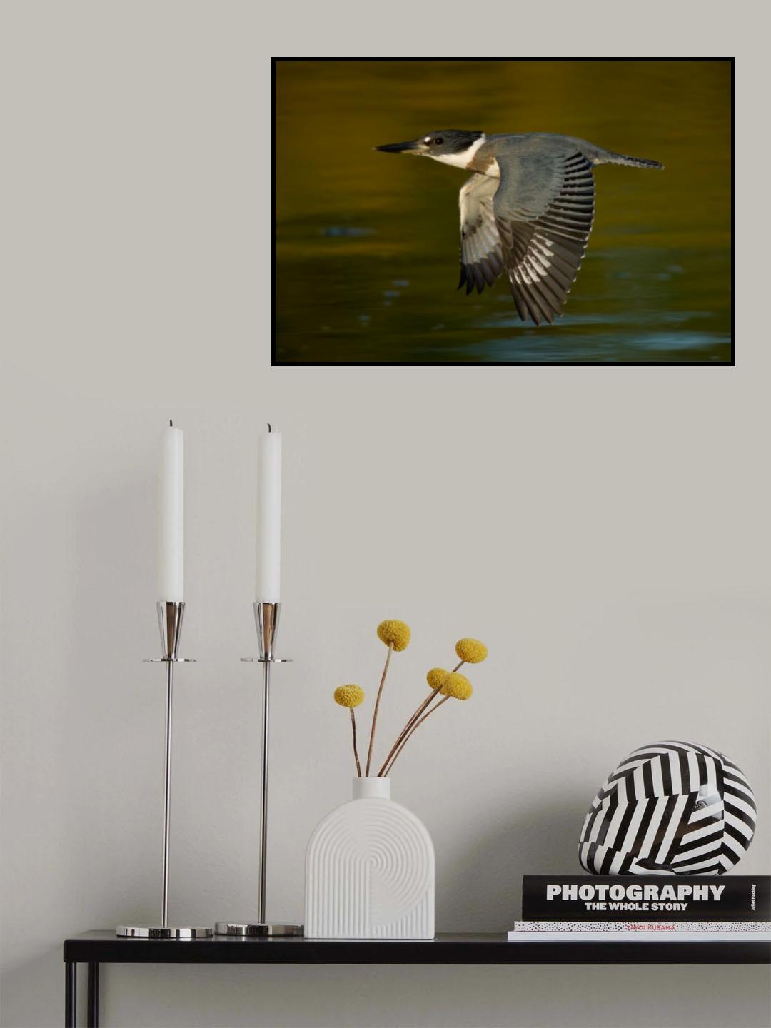 Belted Kingfisher Poster och Canvastavla