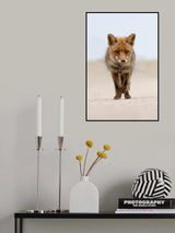 Red Fox Poster och Canvastavla