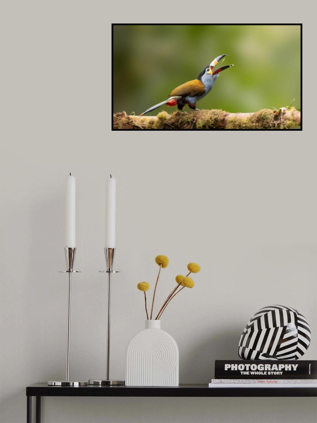 Toucan Poster och Canvastavla