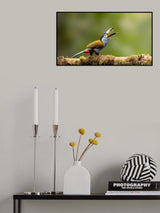 Toucan Poster och Canvastavla