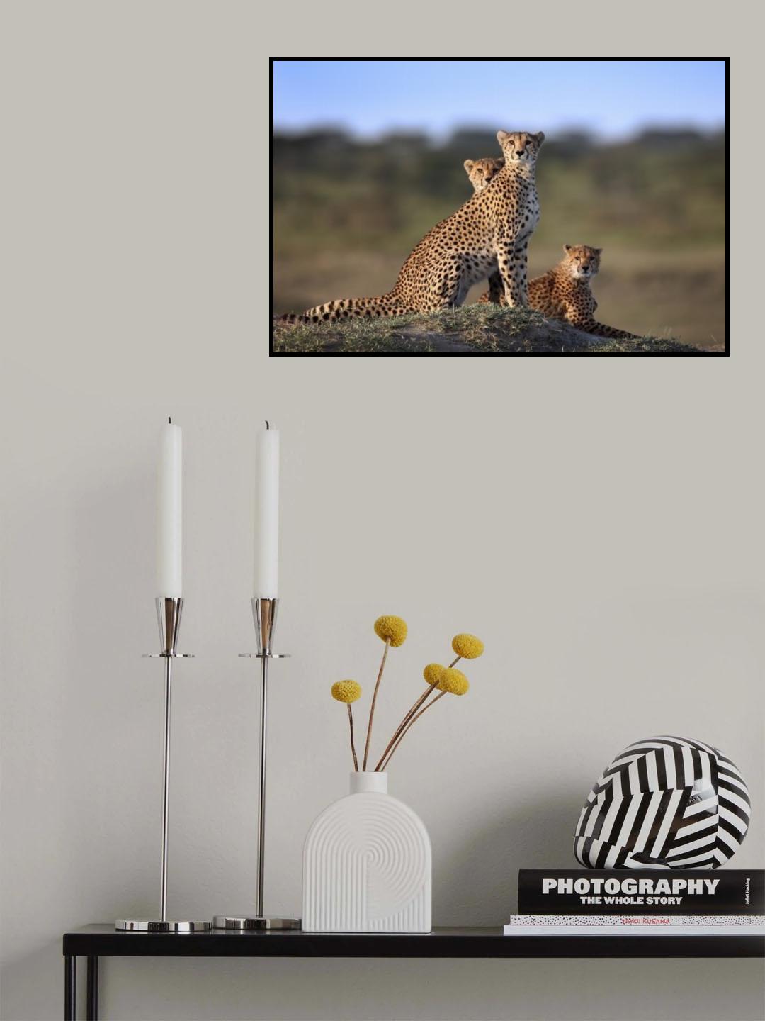 Cheetahs Family Poster och Canvastavla