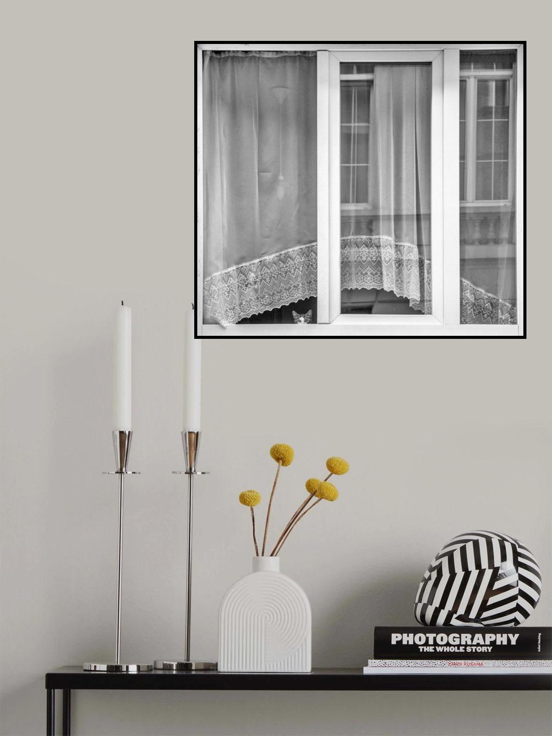 Kitten window Poster och Canvastavla