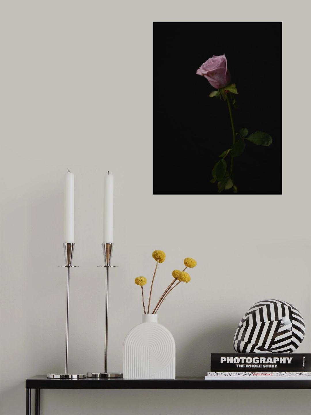 Pink Rose Poster och Canvastavla