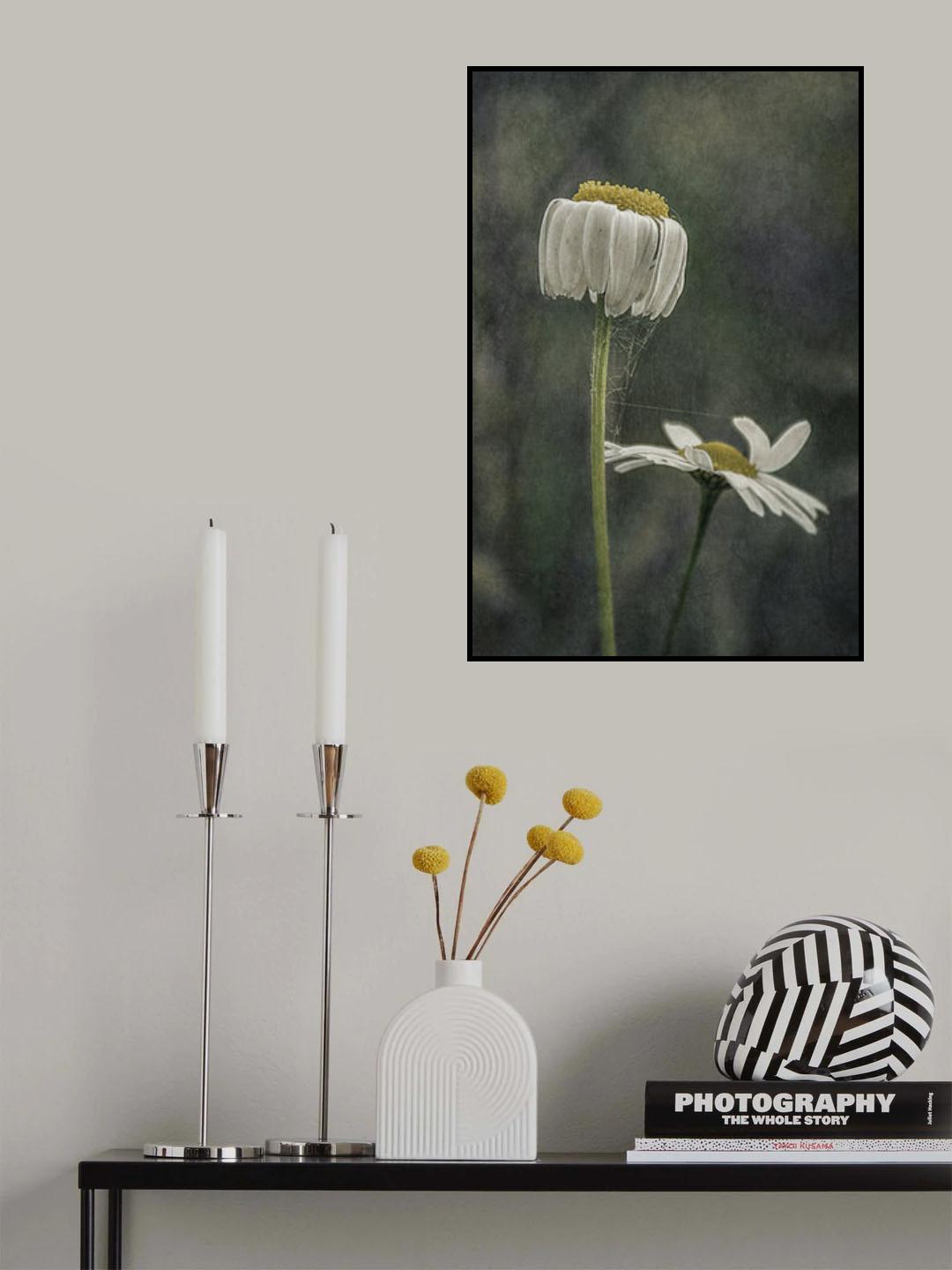 Hanging Daisy... Poster och Canvastavla