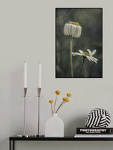 Hanging Daisy... Poster och Canvastavla